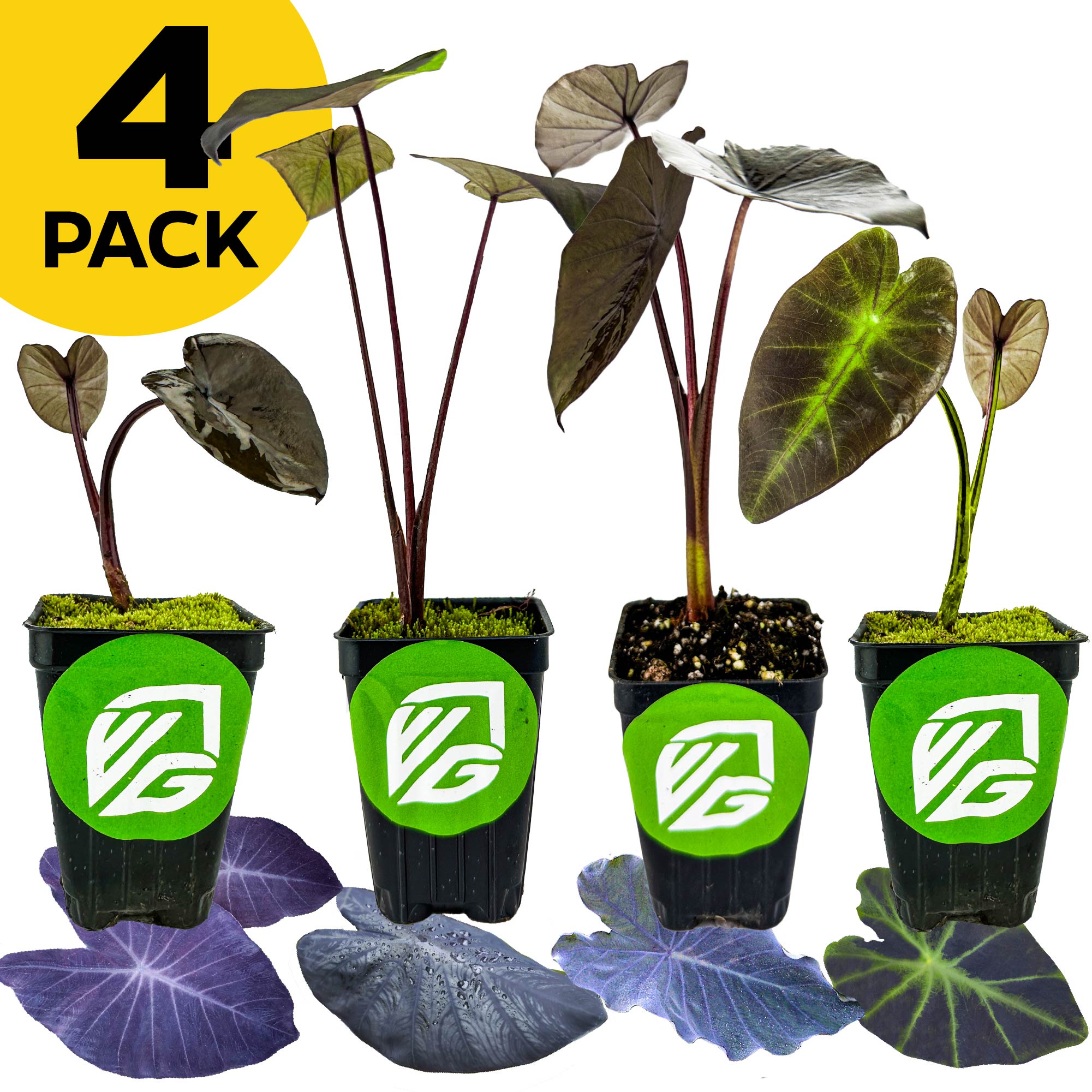 Four potted Black Colocasias—Beauty, Coral, Magic, and Ruffles—from Wellspring Gardens are arranged in a row. Each features a green and white logo and a yellow "4 PACK" label.