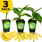 A 3-pack of Wellspring Gardens' Petite Banana Plants—Little Prince, Tropicana, and Truly Tiny—features lush green leaves above ripe bananas. Each pot has a green logo with white letters. Perfect as indoor banana plants.