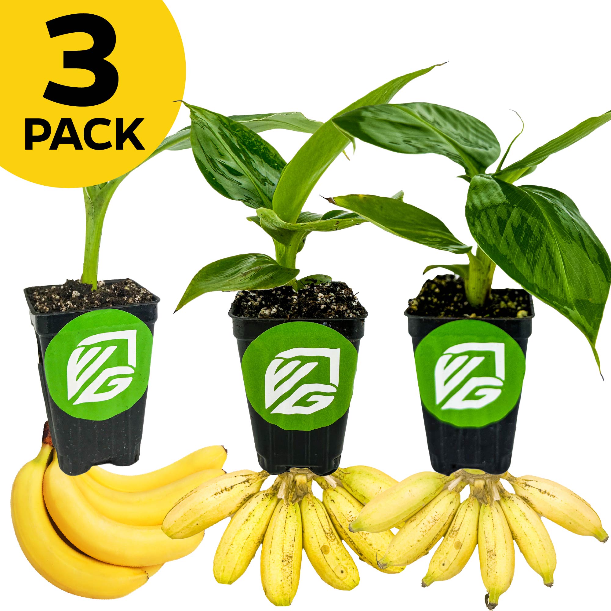 A 3-pack of Wellspring Gardens' Petite Banana Plants—Little Prince, Tropicana, and Truly Tiny—features lush green leaves above ripe bananas. Each pot has a green logo with white letters. Perfect as indoor banana plants.
