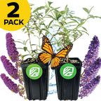 Two Wellspring Gardens Butterfly Bushes—Blue Nanho and Black Knight (Buddleia davidii)—with green leaves are displayed side by side. A monarch butterfly rests between them, with purple blooms and water splashes in the background.