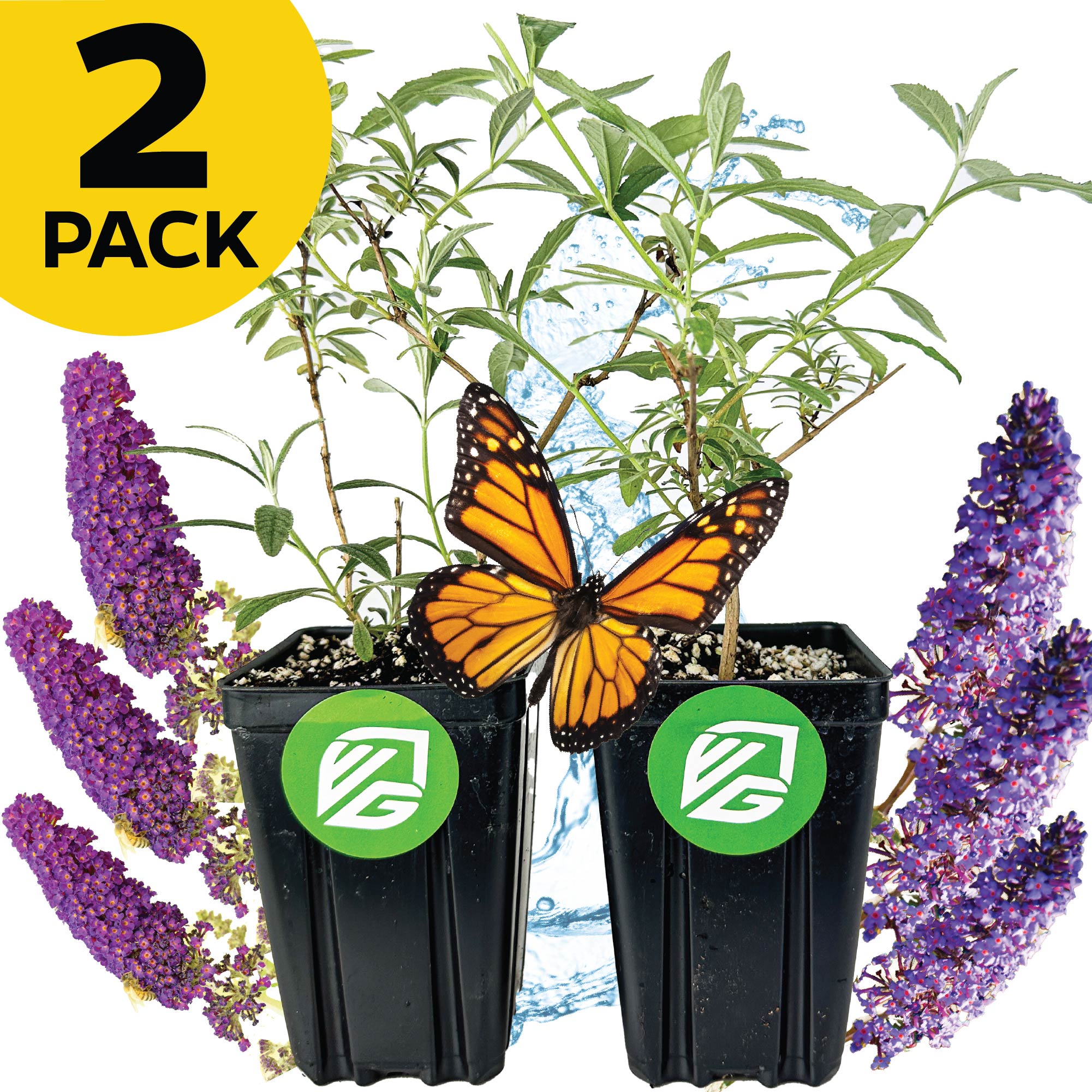 Two Wellspring Gardens Butterfly Bushes—Blue Nanho and Black Knight (Buddleia davidii)—with green leaves are displayed side by side. A monarch butterfly rests between them, with purple blooms and water splashes in the background.