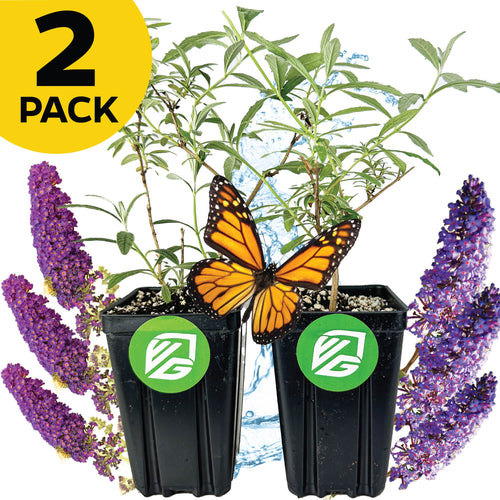 Two Wellspring Gardens Butterfly Bushes—Blue Nanho and Black Knight (Buddleia davidii)—with green leaves are displayed side by side. A monarch butterfly rests between them, with purple blooms and water splashes in the background.