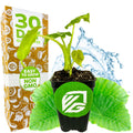 A small green California Elephant Ear (Alocasia gagaena) by Wellspring Gardens sits in a black pot with soil, shown near a 30-day guarantee box. The plant has green leaves, is easy to grow, non-GMO, and is ideal for indoor patios.