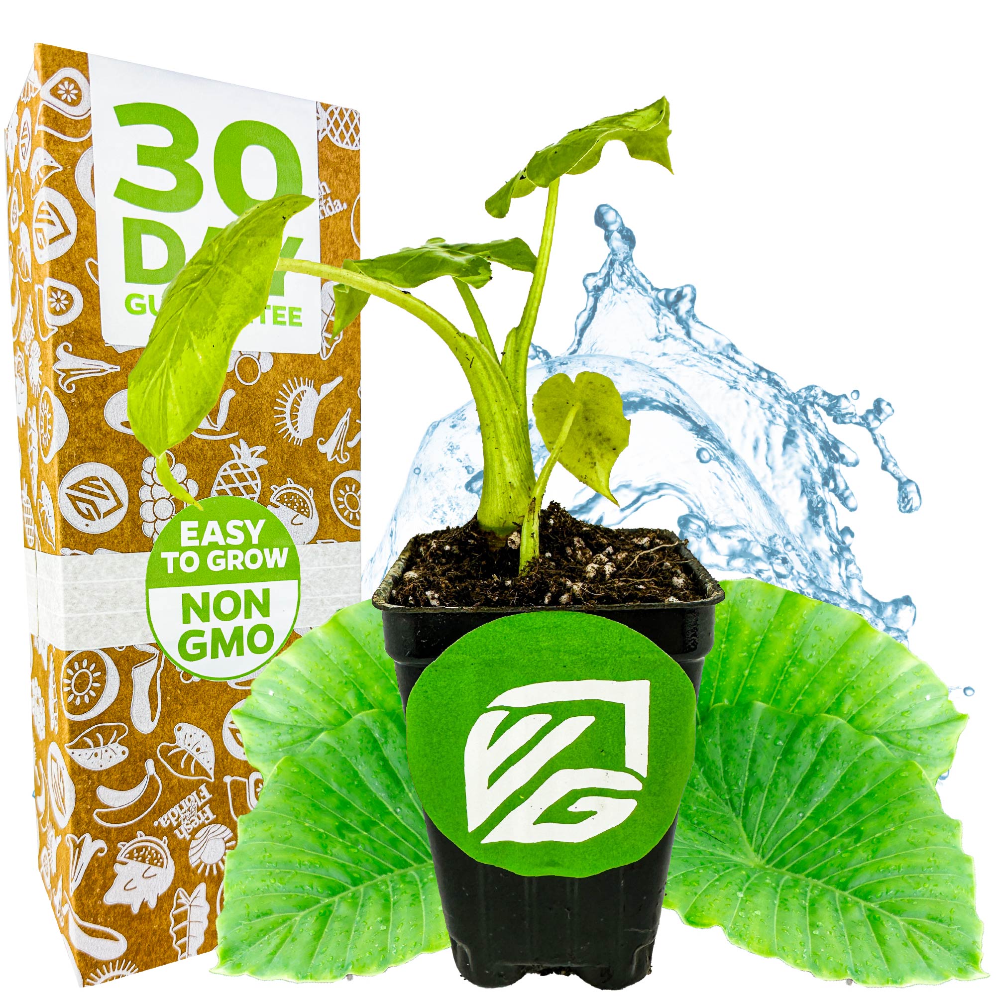A small green California Elephant Ear (Alocasia gagaena) by Wellspring Gardens sits in a black pot with soil, shown near a 30-day guarantee box. The plant has green leaves, is easy to grow, non-GMO, and is ideal for indoor patios.
