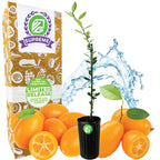 Callie Kumquat Tree - Citrus Japonica