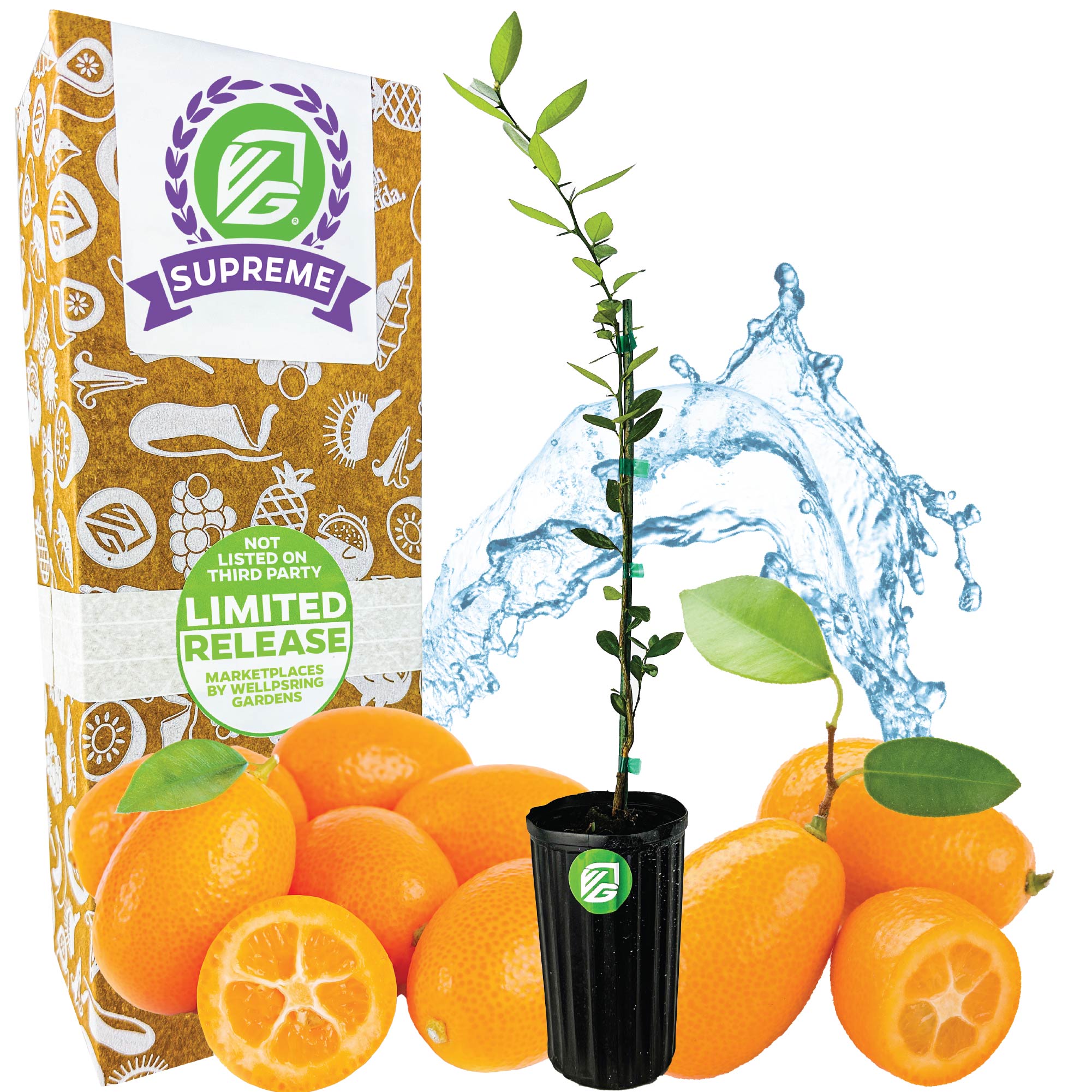 Callie Kumquat Tree - Citrus Japonica