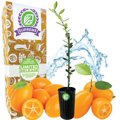 Callie Kumquat Tree (1-Gal) - Citrus Japonica
