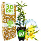 A potted Carolina Jasmine (Yellow Jessamine) from Wellspring Gardens with bright yellow blooms, a 30 DAY GUARANTEE, EASY TO GROW, NON GMO labels, and water splashes on white—ideal for simple home gardening.