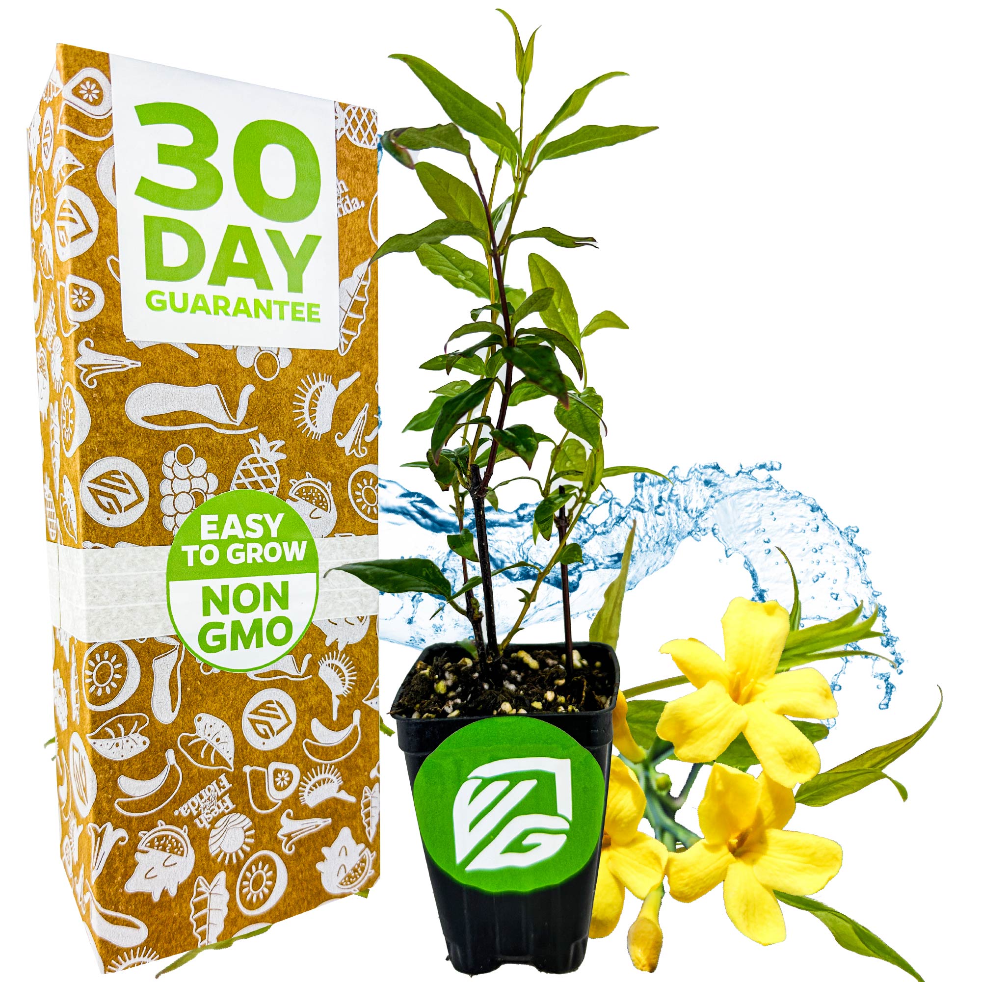 A potted Carolina Jasmine (Yellow Jessamine) from Wellspring Gardens with bright yellow blooms, a 30 DAY GUARANTEE, EASY TO GROW, NON GMO labels, and water splashes on white—ideal for simple home gardening.