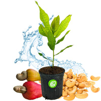 Cashew Tree - Anacardium occidentale (1-gallon pot)