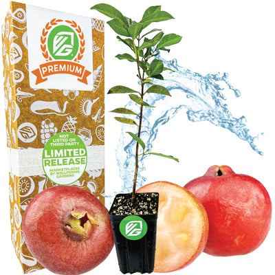 Premium-sized Cattley Guava (Strawberry Guava) - Psidium littorale cattleianum (2-3 feet tall)