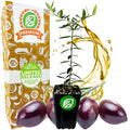 A Wellspring Gardens Chemlali Olive Tree (Olea europaea) sapling, valued for self-pollination and high yield, is pictured with three olives, olive oil splash, and a Premium Limited Release box in green and orange branding.