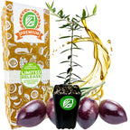 A Wellspring Gardens Chemlali Olive Tree (Olea europaea) sapling, valued for self-pollination and high yield, is pictured with three olives, olive oil splash, and a Premium Limited Release box in green and orange branding.