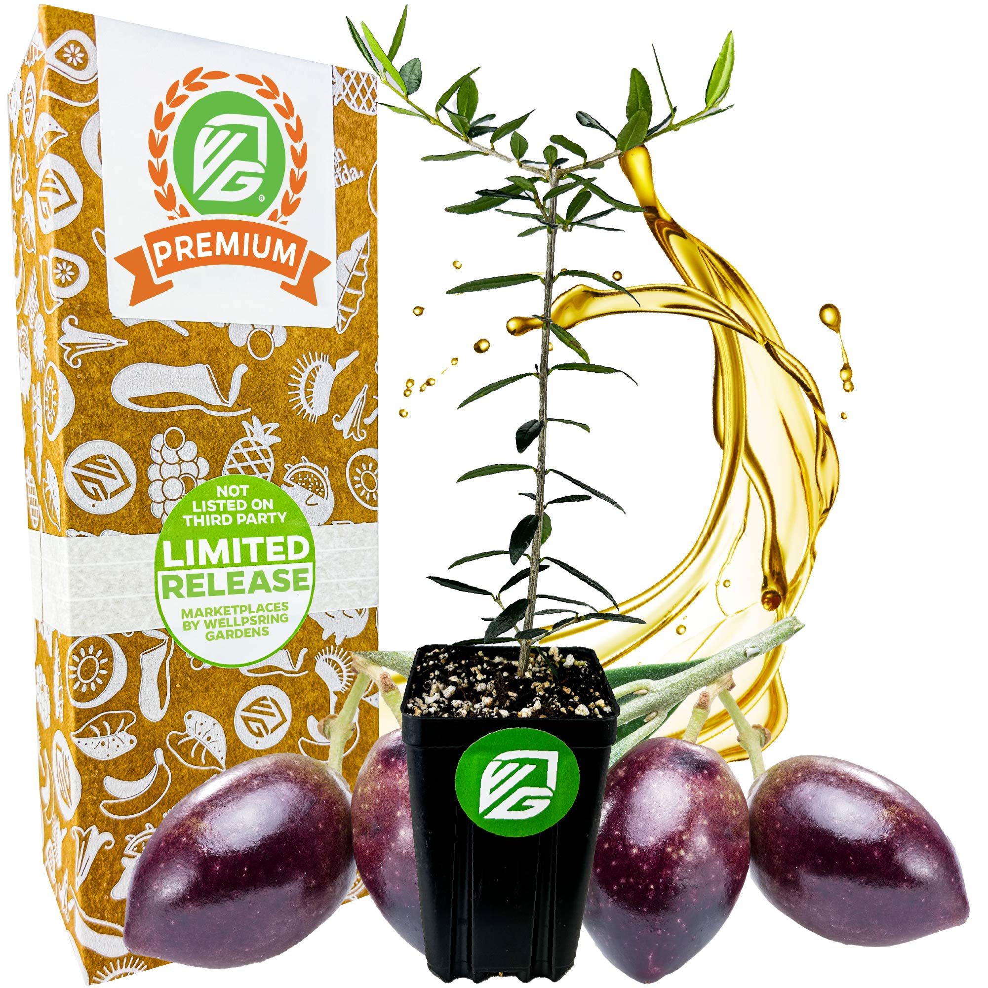 A Wellspring Gardens Chemlali Olive Tree (Olea europaea) sapling, valued for self-pollination and high yield, is pictured with three olives, olive oil splash, and a Premium Limited Release box in green and orange branding.