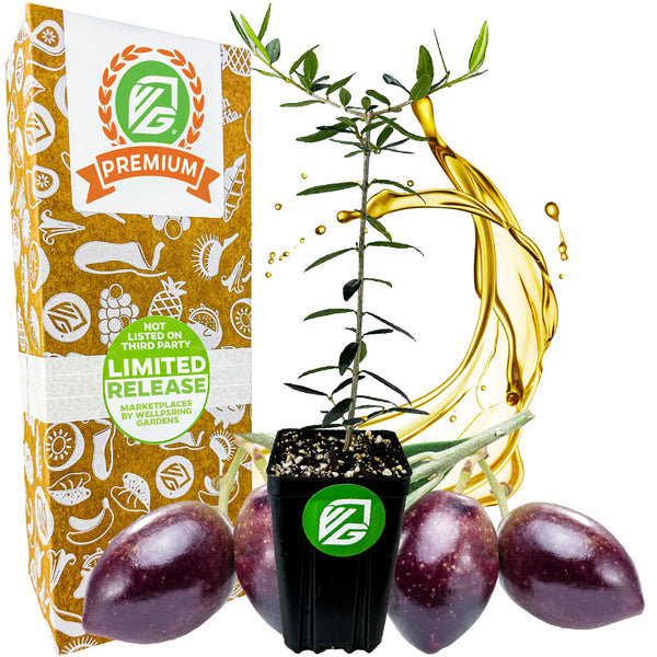 Chemlali Olive Tree