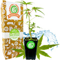 A young Chief Kubo's Prize South Sea Salad Bele Tree by Wellspring Gardens sits in a pot beside packaging marked 30 Day Guarantee, Easy to Grow, and Non GMO—perfect for growing with other edibles like hibiscus. Water splashes in the background.
