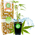 A young Chief Kubo's Prize South Sea Salad Bele Tree by Wellspring Gardens sits in a pot beside packaging marked 30 Day Guarantee, Easy to Grow, and Non GMO—perfect for growing with other edibles like hibiscus. Water splashes in the background.