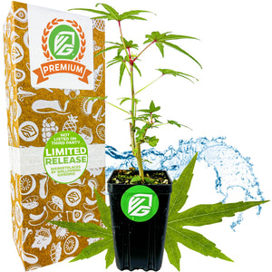 A young Chief Kubo's Prize South Sea Salad Bele Tree by Wellspring Gardens sits in a pot beside packaging marked 30 Day Guarantee, Easy to Grow, and Non GMO—perfect for growing with other edibles like hibiscus. Water splashes in the background.