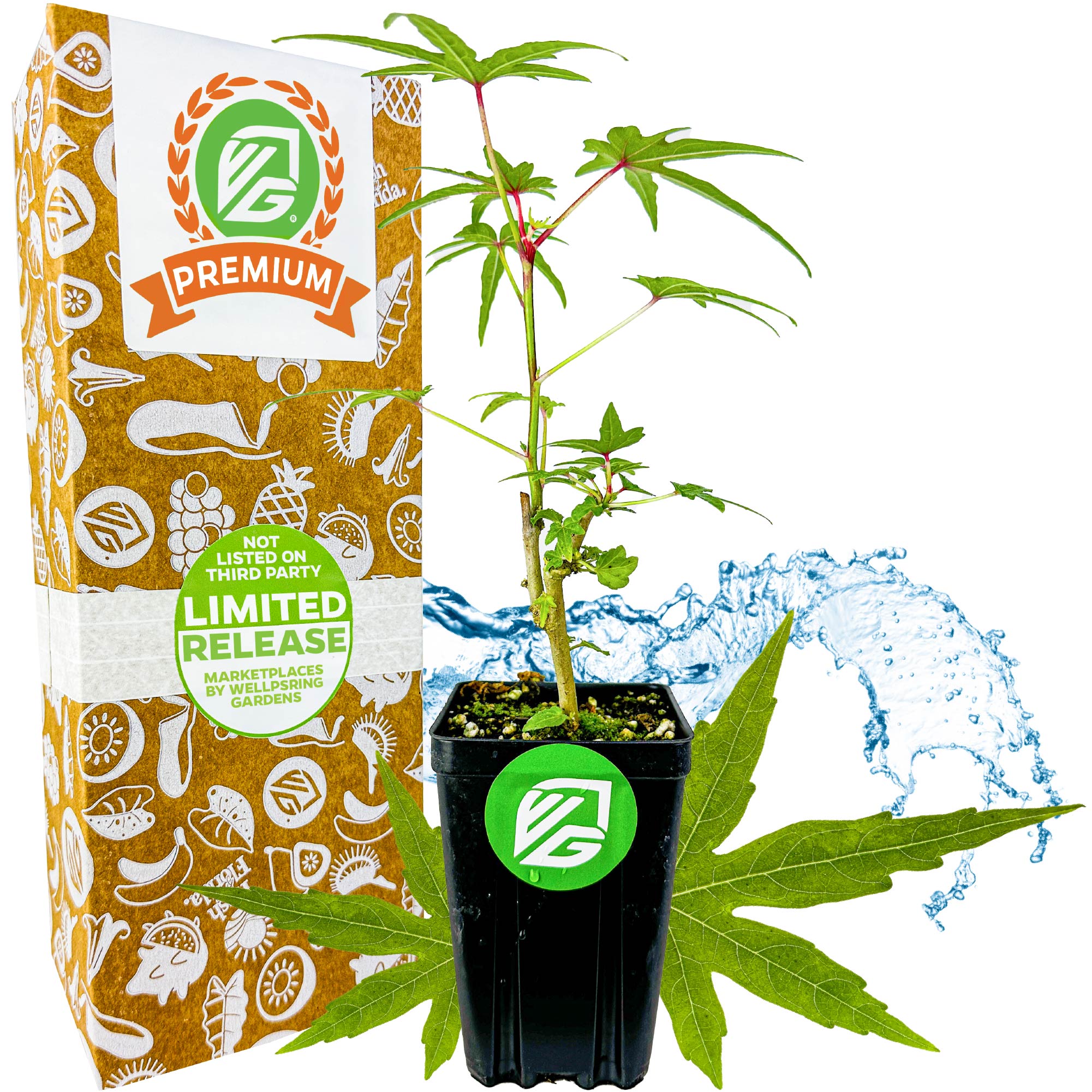 A young Chief Kubo's Prize South Sea Salad Bele Tree by Wellspring Gardens sits in a pot beside packaging marked 30 Day Guarantee, Easy to Grow, and Non GMO—perfect for growing with other edibles like hibiscus. Water splashes in the background.