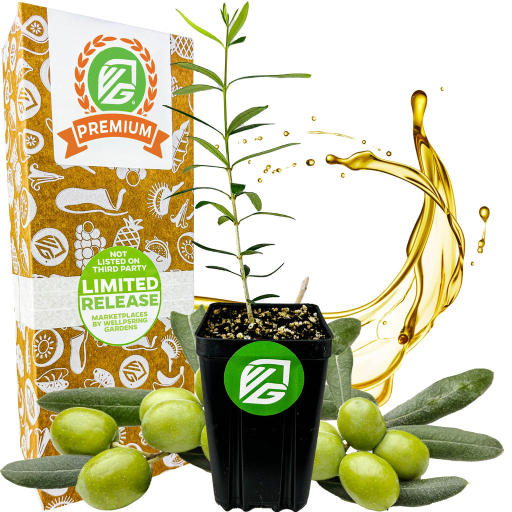 Coratina Olive Tree - Olea europaea