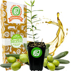 A Wellspring Gardens Coratina Olive Tree (Olea europaea) is displayed with green olives, olive leaves, a splash of Coratina olive oil, and a decorative box marked “Premium” and “Limited Release.”.