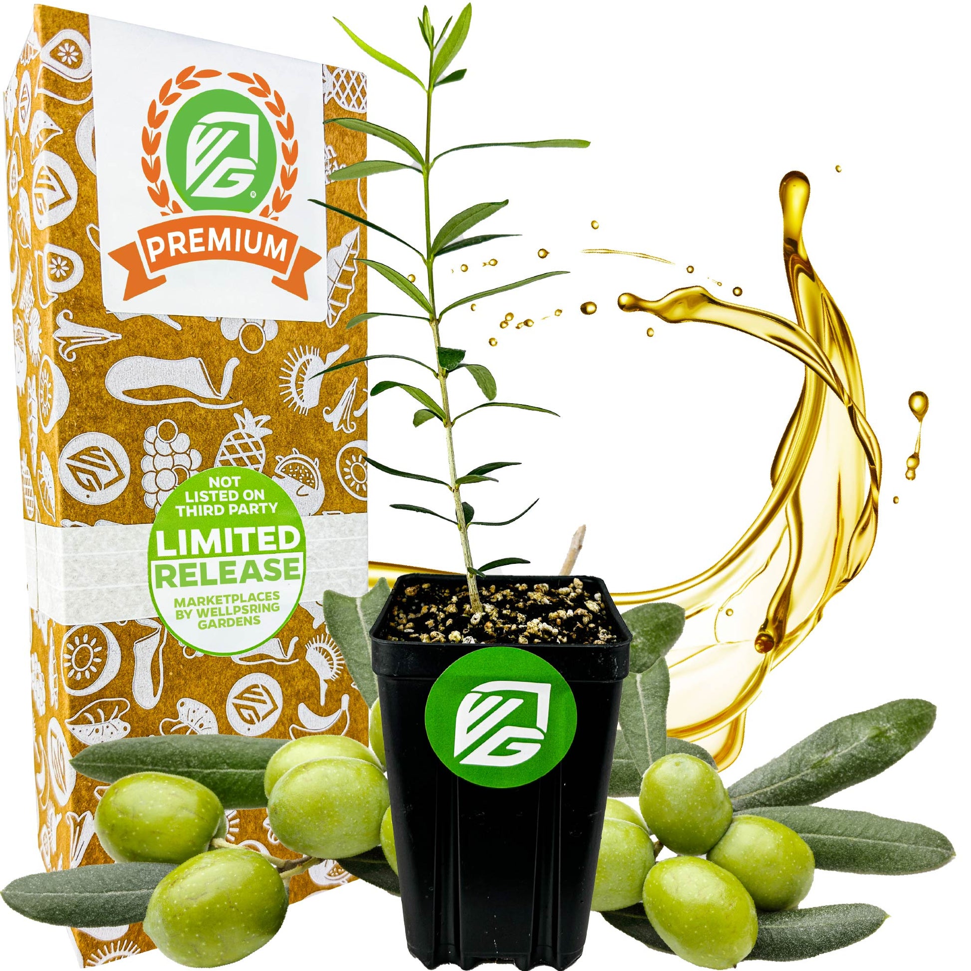 Coratina Olive Tree - Olea europaea