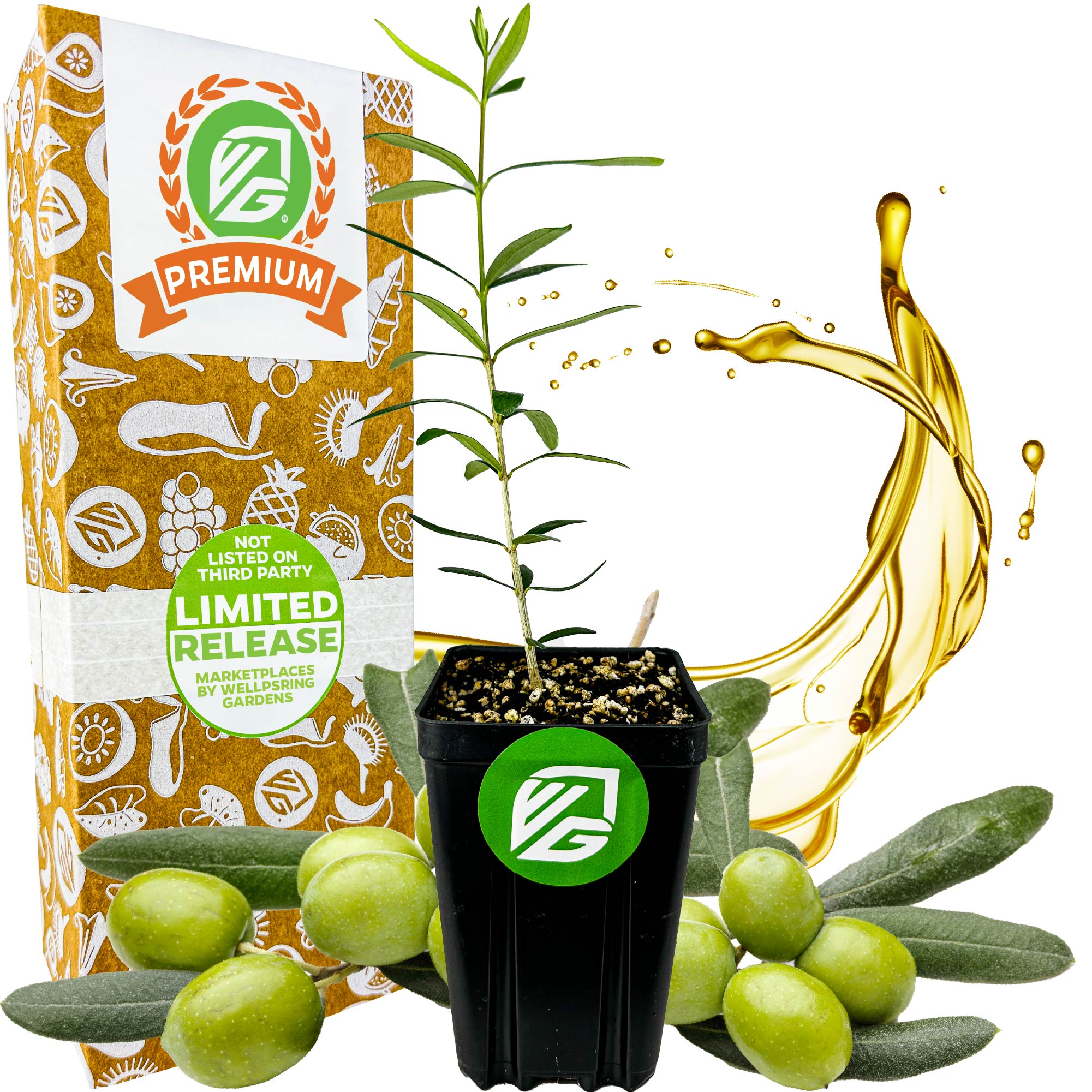 A Wellspring Gardens Coratina Olive Tree (Olea europaea) is displayed with green olives, olive leaves, a splash of Coratina olive oil, and a decorative box marked “Premium” and “Limited Release.”.