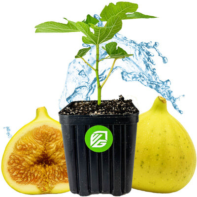 Deanna Fig - Ficus carica (Supreme Size)