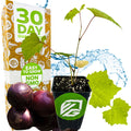 A young 'Delicious' Muscadine Grape Vine by Wellspring Gardens, with green leaves and purple fruit, sits before a 30 Day Guarantee box labeled Easy to Grow, Non-GMO, disease resistant—ideal for home wine-making.