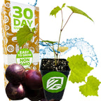 A young 'Delicious' Muscadine Grape Vine by Wellspring Gardens, with green leaves and purple fruit, sits before a 30 Day Guarantee box labeled Easy to Grow, Non-GMO, disease resistant—ideal for home wine-making.
