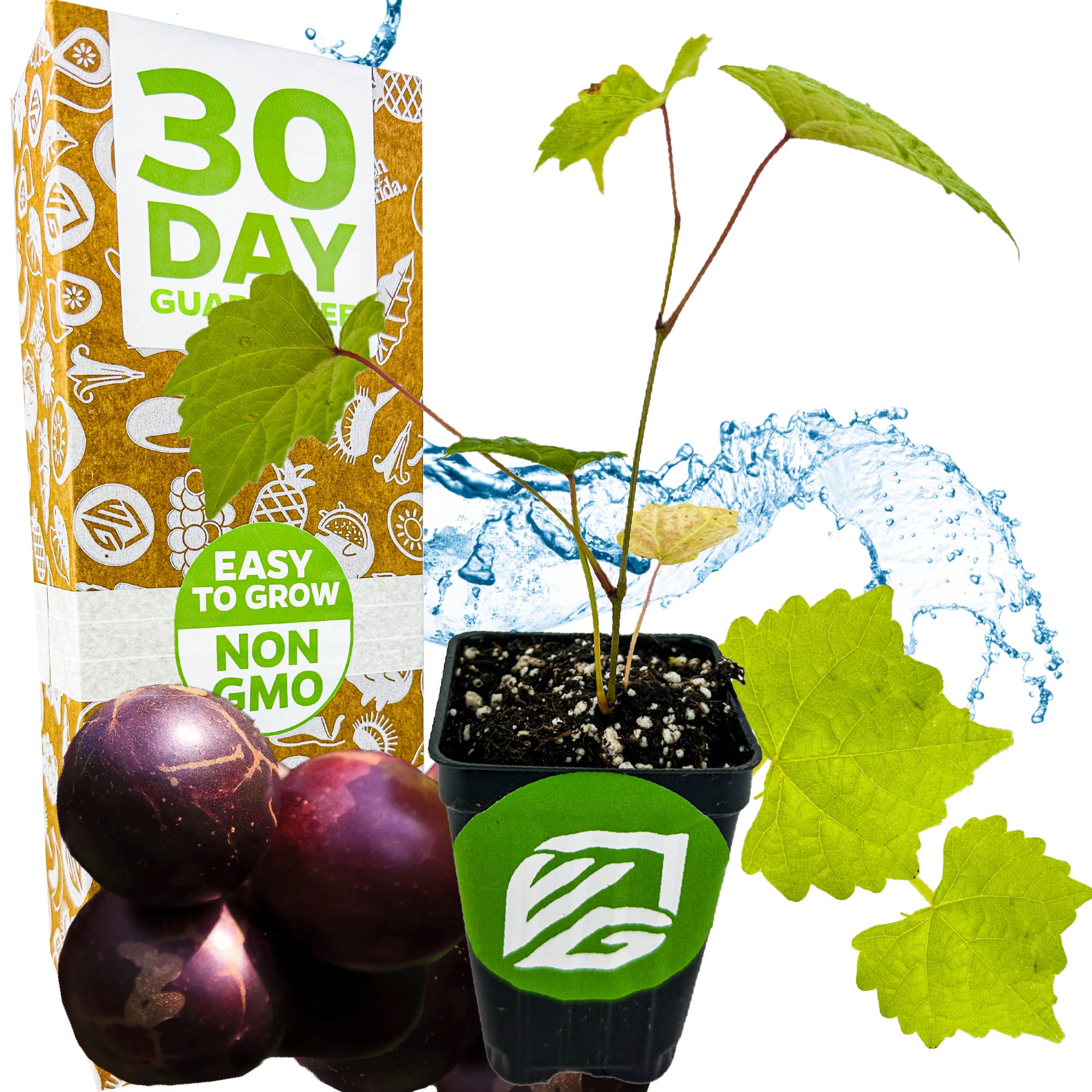 A young 'Delicious' Muscadine Grape Vine by Wellspring Gardens, with green leaves and purple fruit, sits before a 30 Day Guarantee box labeled Easy to Grow, Non-GMO, disease resistant—ideal for home wine-making.