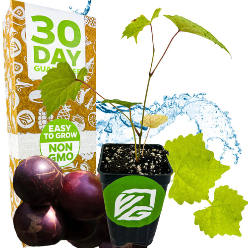 A young 'Delicious' Muscadine Grape Vine by Wellspring Gardens, with green leaves and purple fruit, sits before a 30 Day Guarantee box labeled Easy to Grow, Non-GMO, disease resistant—ideal for home wine-making.