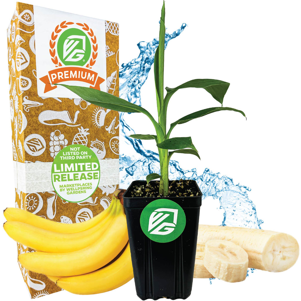 Double Mahoi Banana - Musa