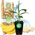 The Double Mahoi Banana - Musa from Wellspring Gardens is shown potted before sliced and whole bananas, a brown and white premium box with green and white logos, and a splash of water—ideal for banana plant enthusiasts and growers.
