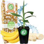 The Double Mahoi Banana - Musa from Wellspring Gardens is shown potted before sliced and whole bananas, a brown and white premium box with green and white logos, and a splash of water—ideal for banana plant enthusiasts and growers.
