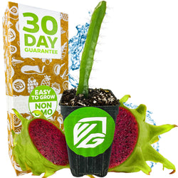 Edgar's Baby Dragon Fruit (Hylocereus undatus) by Wellspring Gardens, a potted cactus-like plant, sits before a halved red-fleshed dragon fruit. A nearby box features "30 Day Guarantee," "Easy to Grow," and "Non GMO" in colorful graphics.