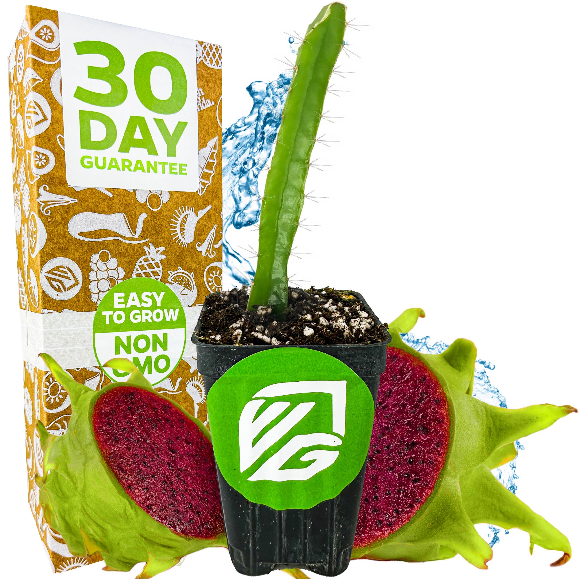Edgar's Baby Dragon Fruit (Hylocereus undatus) by Wellspring Gardens, a potted cactus-like plant, sits before a halved red-fleshed dragon fruit. A nearby box features "30 Day Guarantee," "Easy to Grow," and "Non GMO" in colorful graphics.