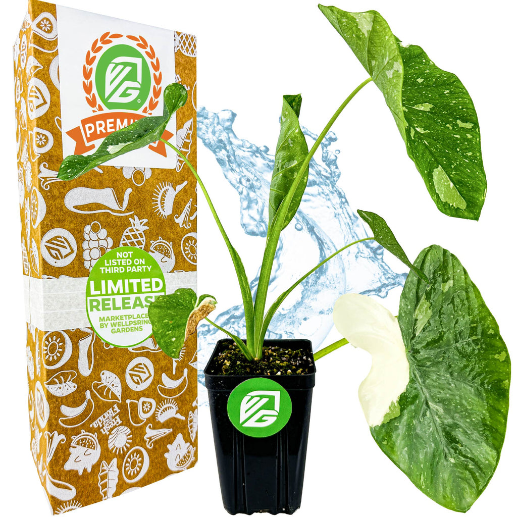 Elepaio Elephant Ear Milky Way (Ele Paio) - Colocasia esculenta