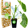 A potted Elepaio Elephant Ear Milky Way (Colocasia esculenta) from Wellspring Gardens, with green and white leaves, sits by a branded orange-and-white box labeled LIMITED RELEASE and premium, blue water splashes in the background.