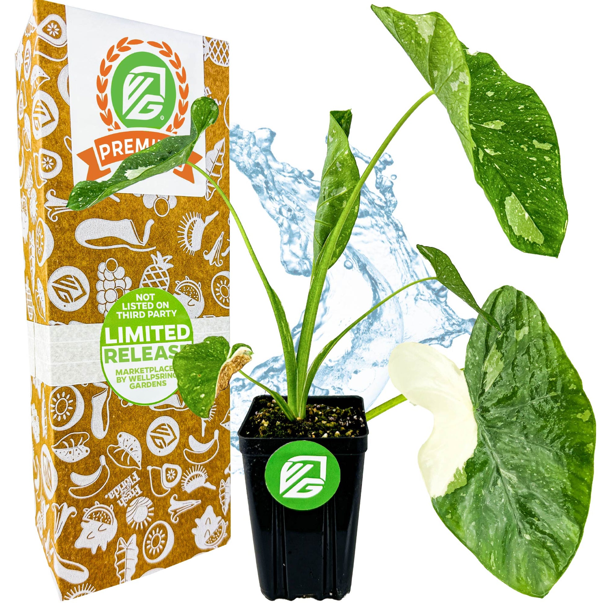 Elepaio Elephant Ear Milky Way (Ele Paio) - Colocasia esculenta