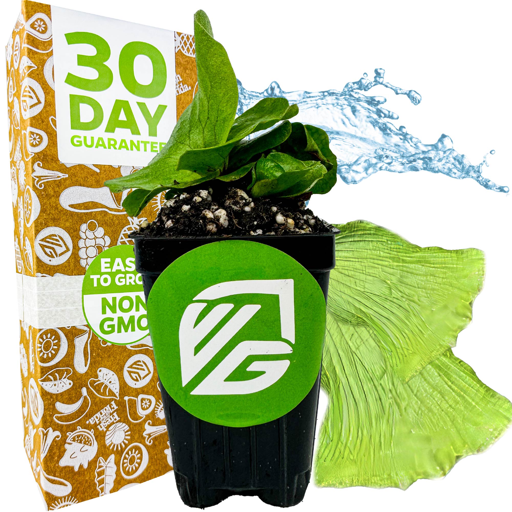 A lush Elephant Staghorn Fern (Platycerium elephantotis) by Wellspring Gardens sits in a small pot with an MG logo before a colorful 30 Day Guarantee box. Water splashes behind, and a green leaf accent is on the right.