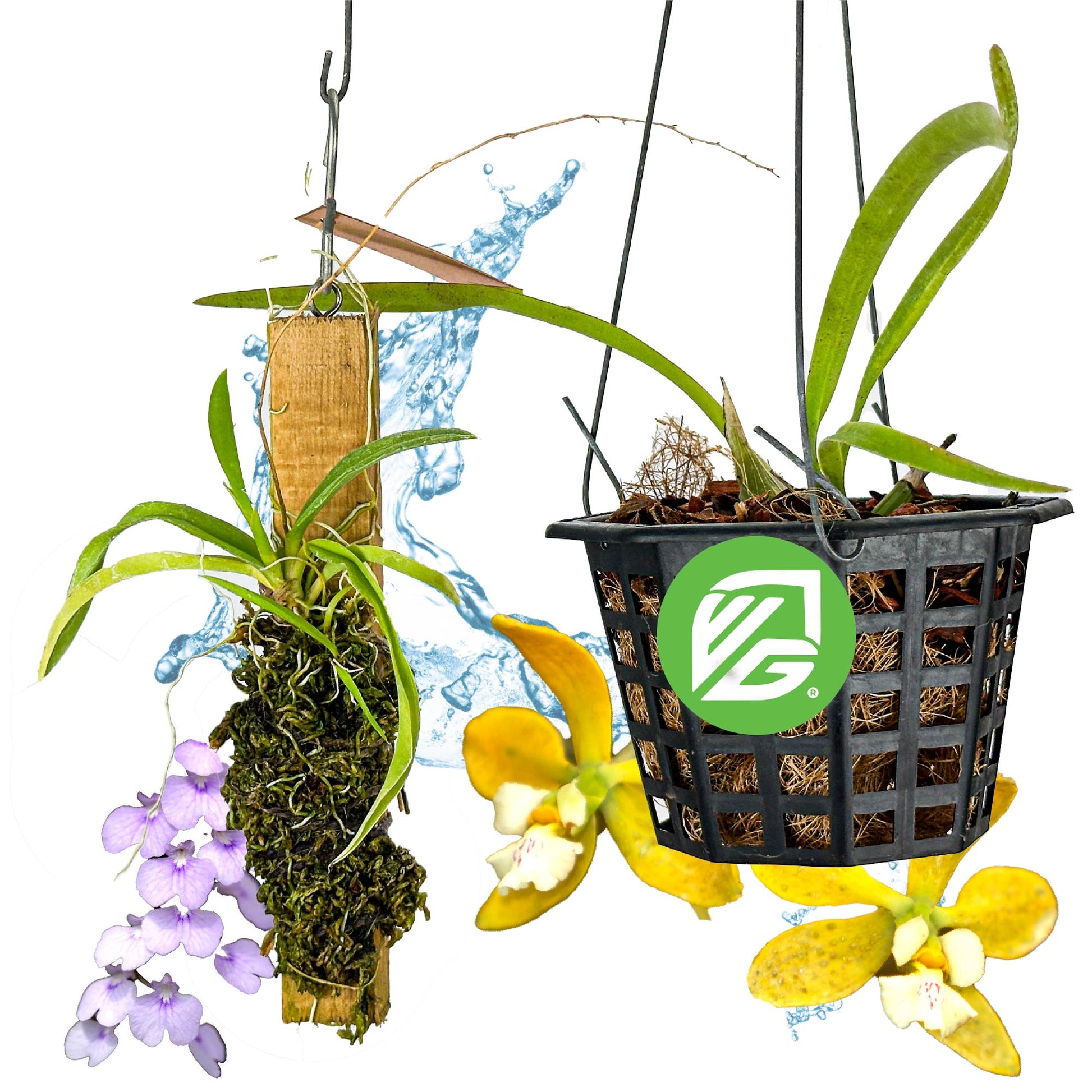 Bundle (2) of Florida Butterfly Orchids: Encyclia tampensis + Ionopsis utricularioides