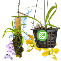 Bundle (2) of Florida Butterfly Orchids: Encyclia tampensis + Ionopsis utricularioides