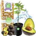 Fantastic Avocado - Persea americana