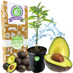 Fantastic Avocado - Persea americana