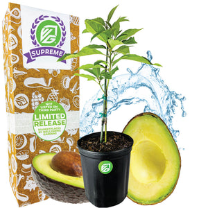 Avocado Fantastic - Persea americana