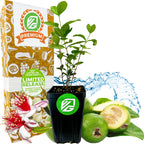 A Wellspring Gardens Pineapple Guava (Feijoa) – Acca sellowiana plant with lush green leaves is displayed before a Premium Limited Release box, surrounded by whole and sliced guavas, guava flowers, and water splashes. This shrub is self-fertile.