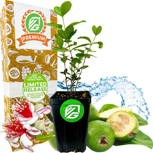 Pineapple Guava (Feijoa) - Acca sellowiana