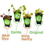 The Wellspring Gardens Bundle includes four Venus Fly Traps—Akai Ryu, Dente, King Henry, and Original—each in a black pot with a green logo and unique leaf shapes.