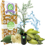 Giant Green Finger Lime Tree - Citrus australasica